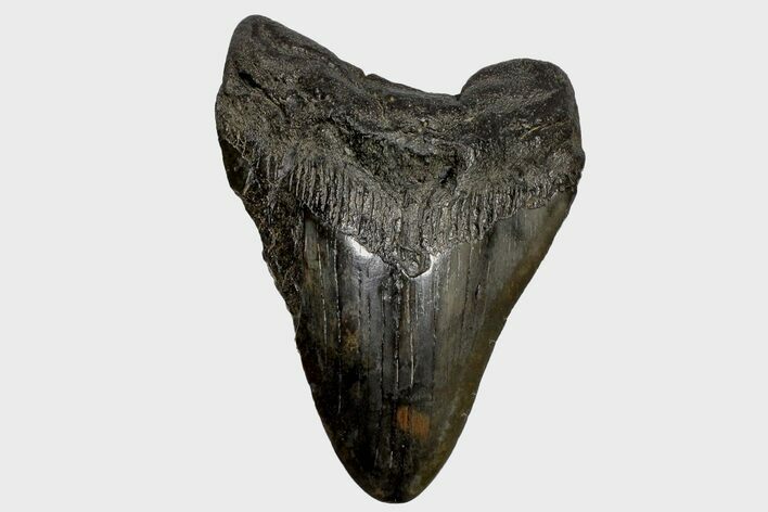 Fossil Megalodon Tooth - South Carolina #168109